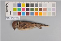 藏品(麻雀)的圖片